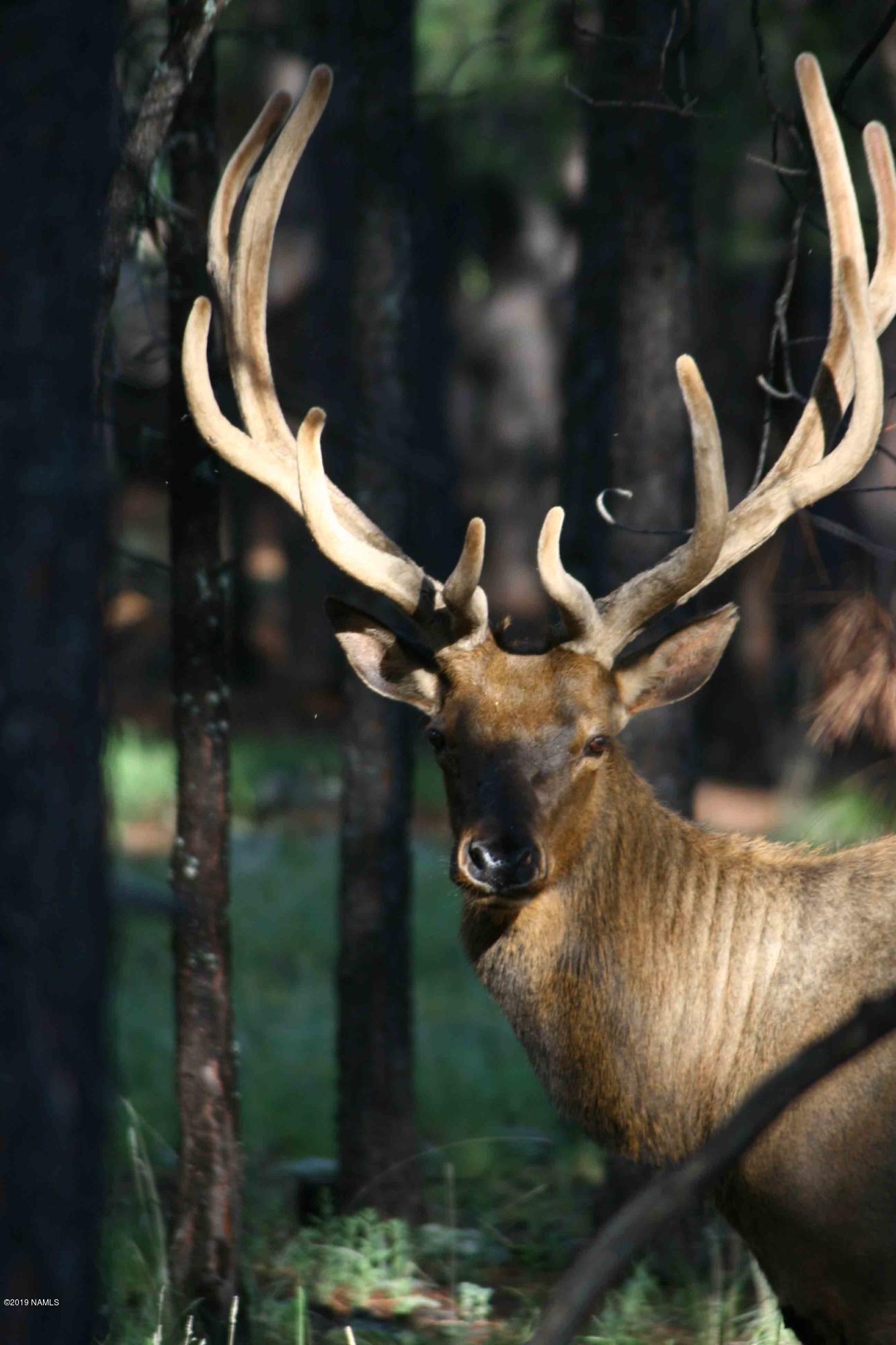 12899 Stockmens Road Flagstaff, AZ 86038 - Photo 18 of 26 ELK