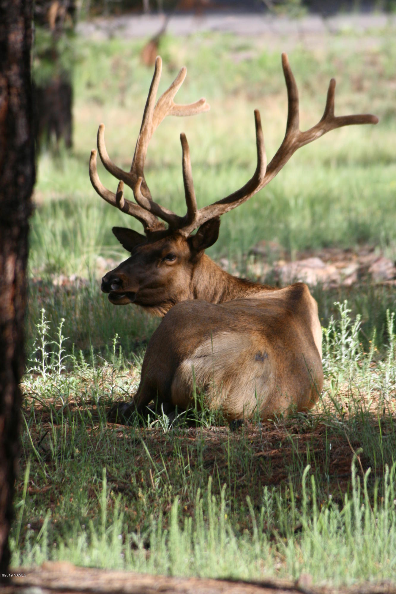 12899 Stockmens Road Flagstaff, AZ 86038 - Photo 19 of 26 a backyard of a house