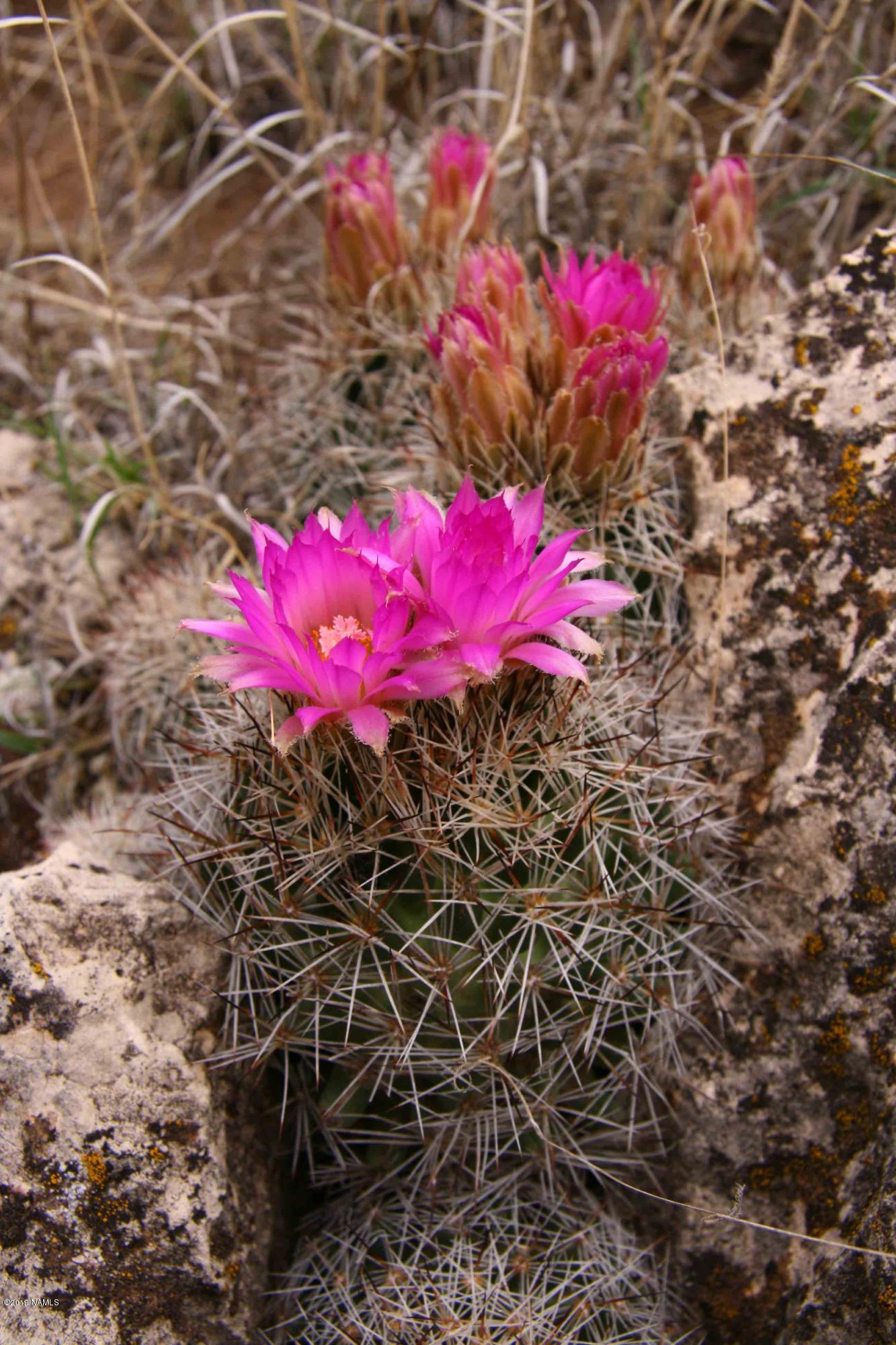 12899 Stockmens Road Flagstaff, AZ 86038 - Photo 22 of 26 a view of a flower in a forest