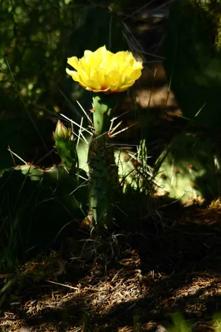 $990,000 | 12899 Stockmens Road, Flagstaff, AZ 86038