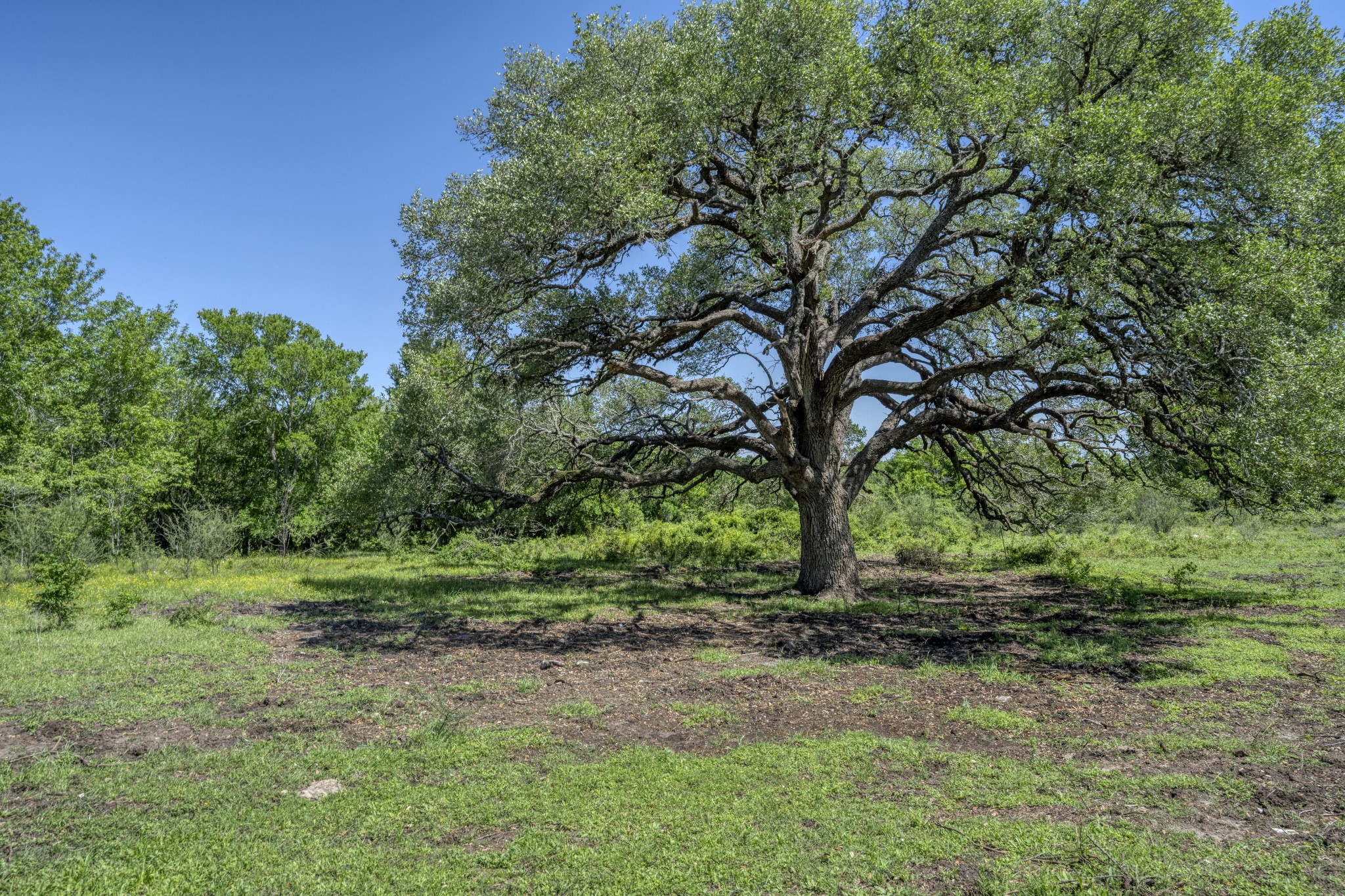 15140 Bluff Road Washington, TX 77880 - Photo 11 of 22