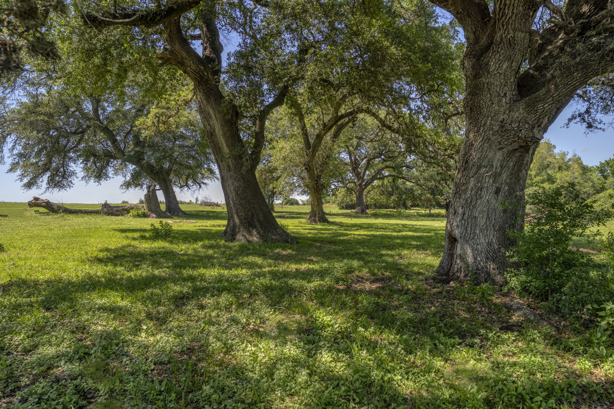 15140 Bluff Road Washington, TX 77880 - Photo 5 of 22