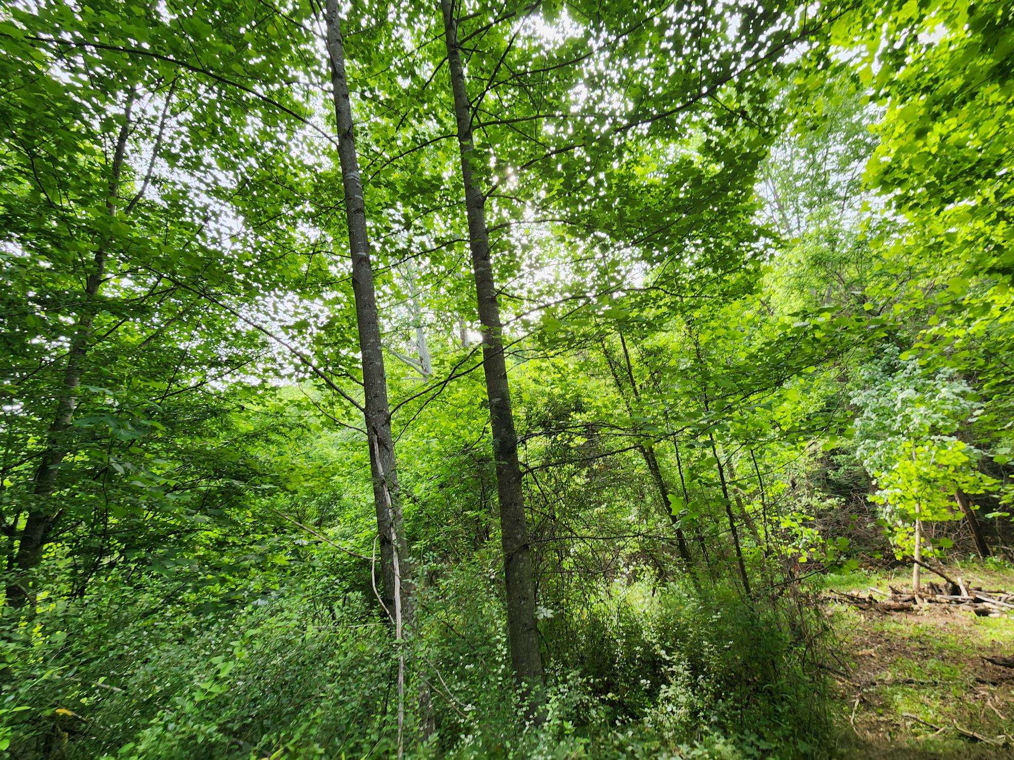 0 Clay Hollow Road Rush, KY 41168 - Photo 38 of 50 Gallery Image 38