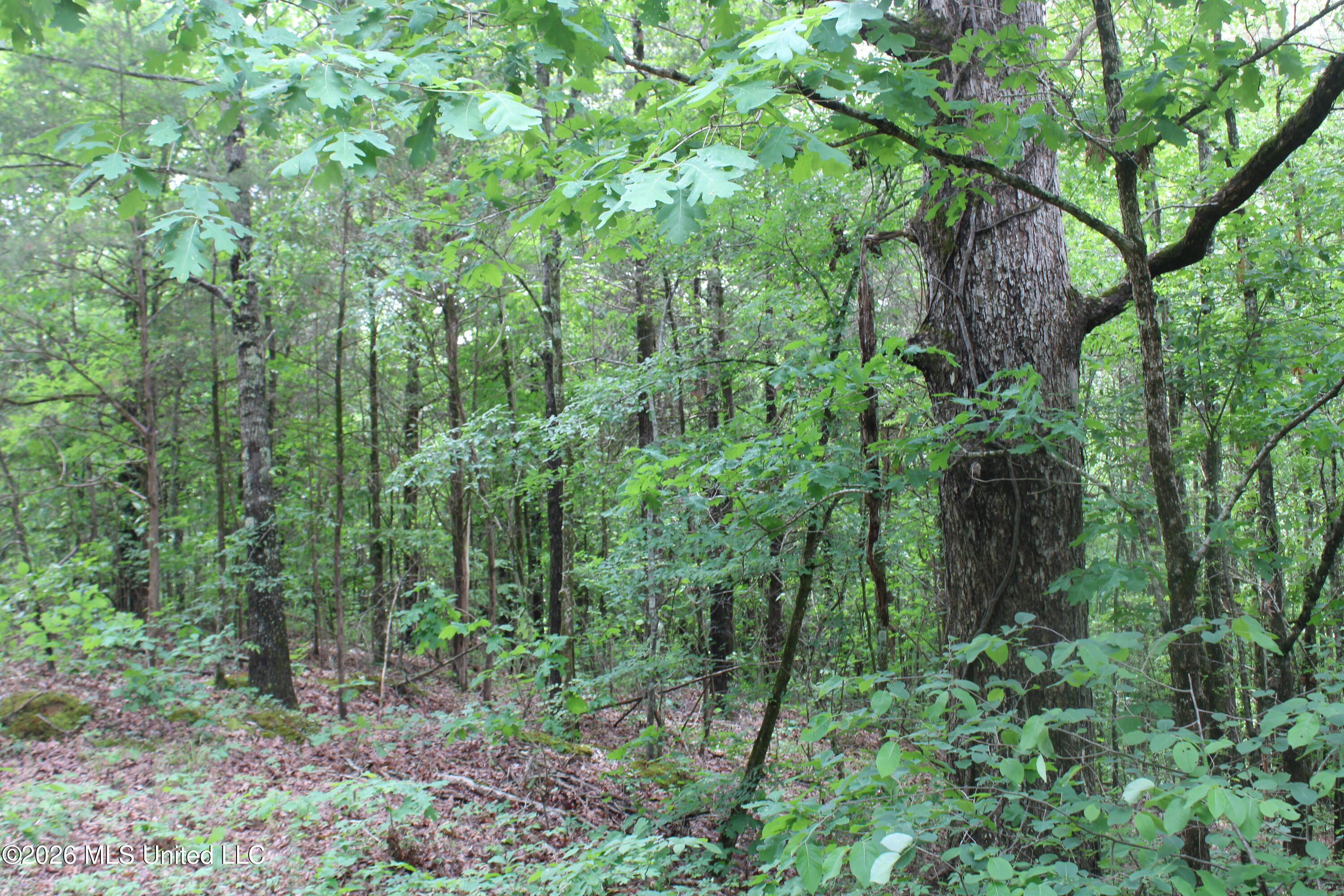 590 Richmond Road Byhalia, MS 38611 - Photo 3 of 11 IMG_7756