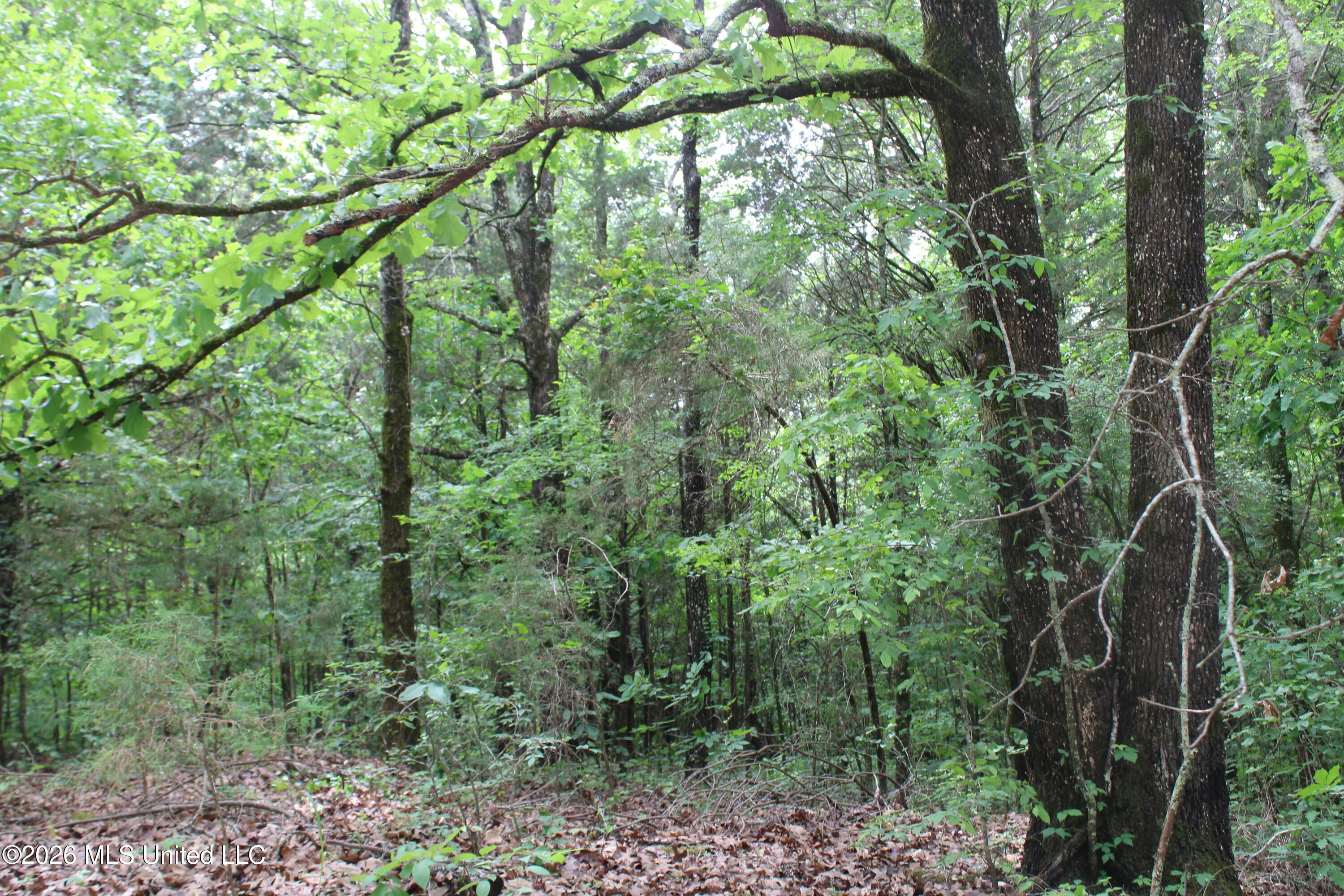 590 Richmond Road Byhalia, MS 38611 - Photo 6 of 11 IMG_7759