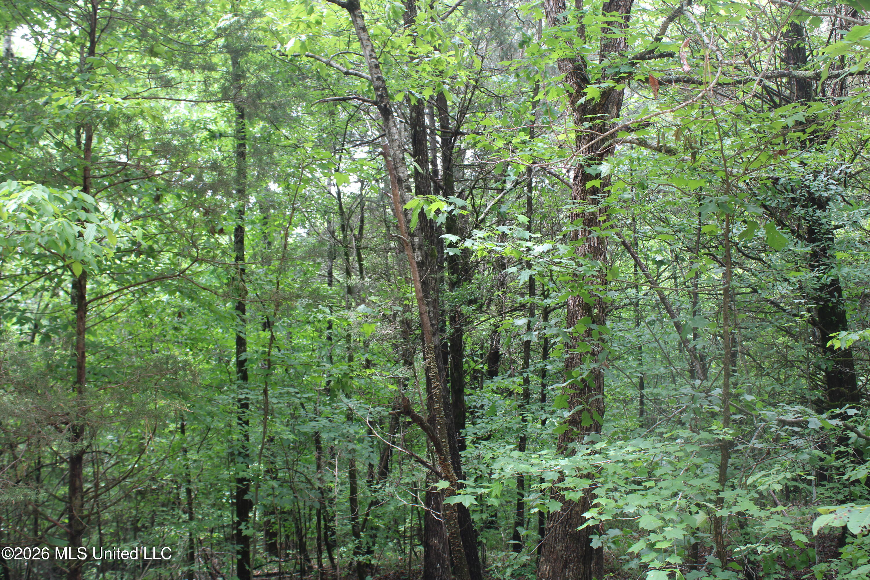 590 Richmond Road Byhalia, MS 38611 - Photo 7 of 11 IMG_7760