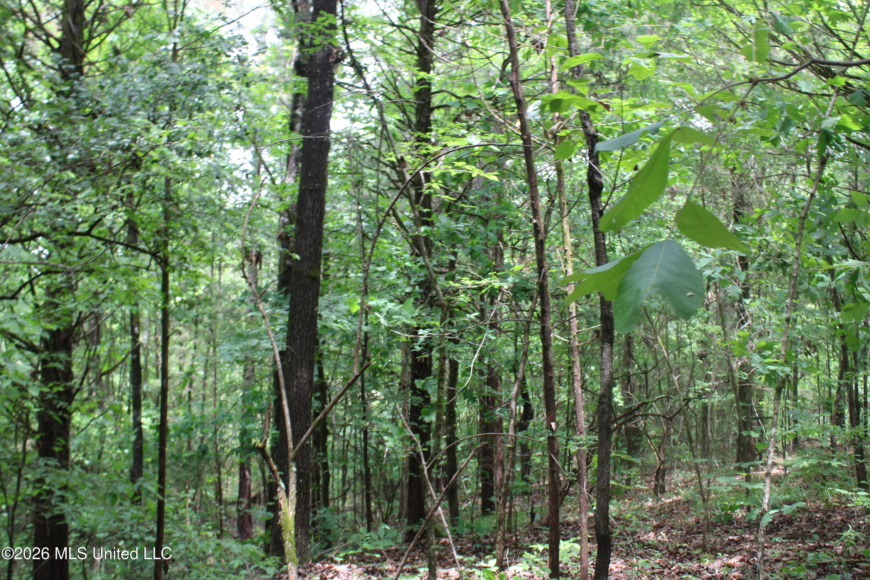 590 Richmond Road Byhalia, MS 38611 - Photo 9 of 11 IMG_7762