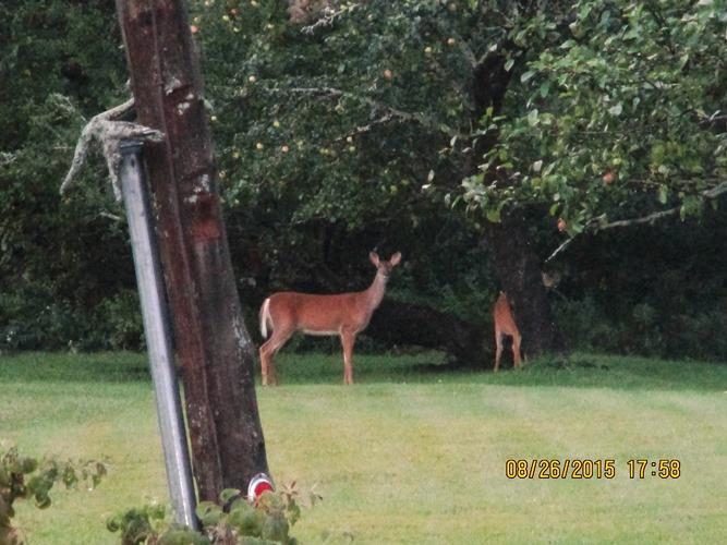 69 Ross Road Brownville, ME 04414 - Photo 31 of 33 Photo