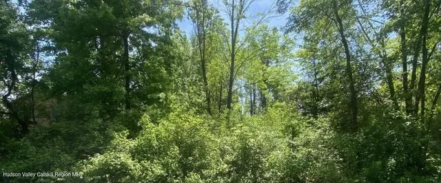 a view of a lush green forest