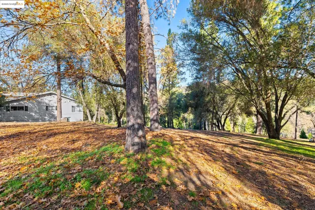 a view of a yard with trees