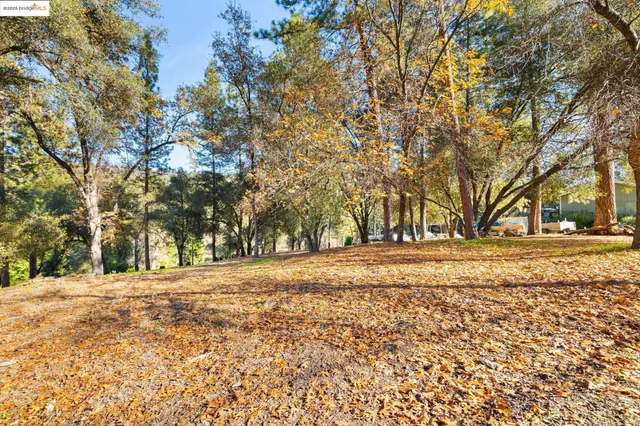 a view of a yard with trees