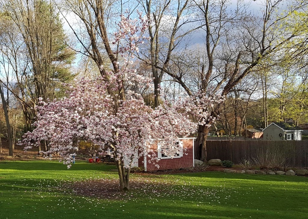 86 Locke Road Chelmsford, MA 01824 - Photo 7 of 41 a garden view with large trees