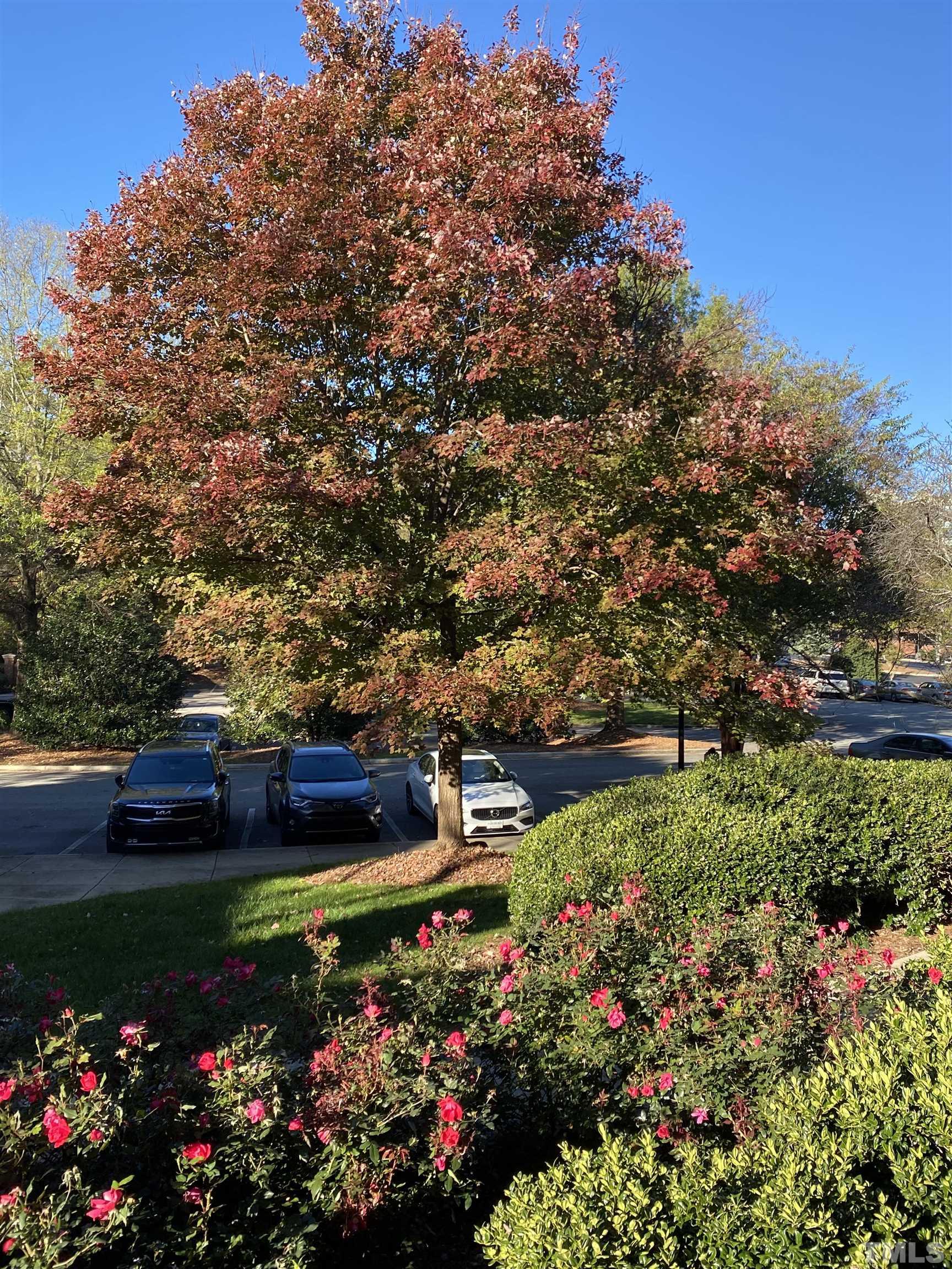 100 Northbrook Drive, Unit 203 Raleigh, NC 27609 - Photo 36 of 39 a view of garden with flowers and trees