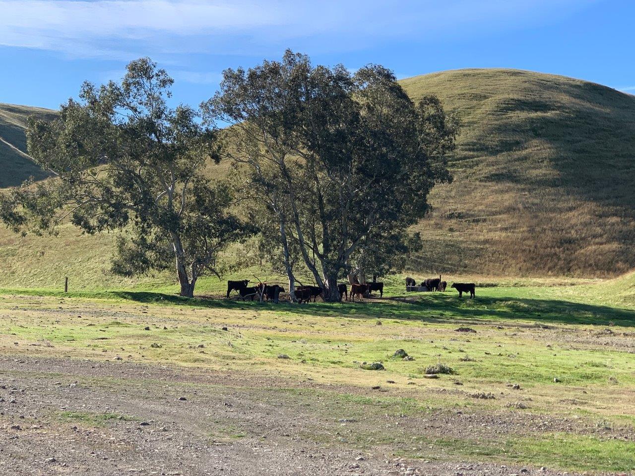 0 Little Panoche Road Firebaugh, CA 93622 - Photo 28 of 65 a view of a yard with an ocean