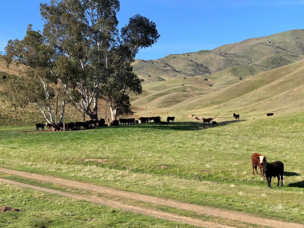 0 Little Panoche Road Firebaugh, CA 93622 - Photo 31 of 65