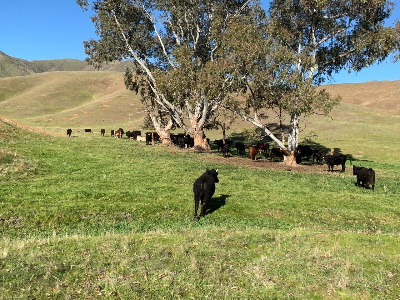 0 Little Panoche Road Firebaugh, CA 93622 - Photo 34 of 65 a view of a field with an trees
