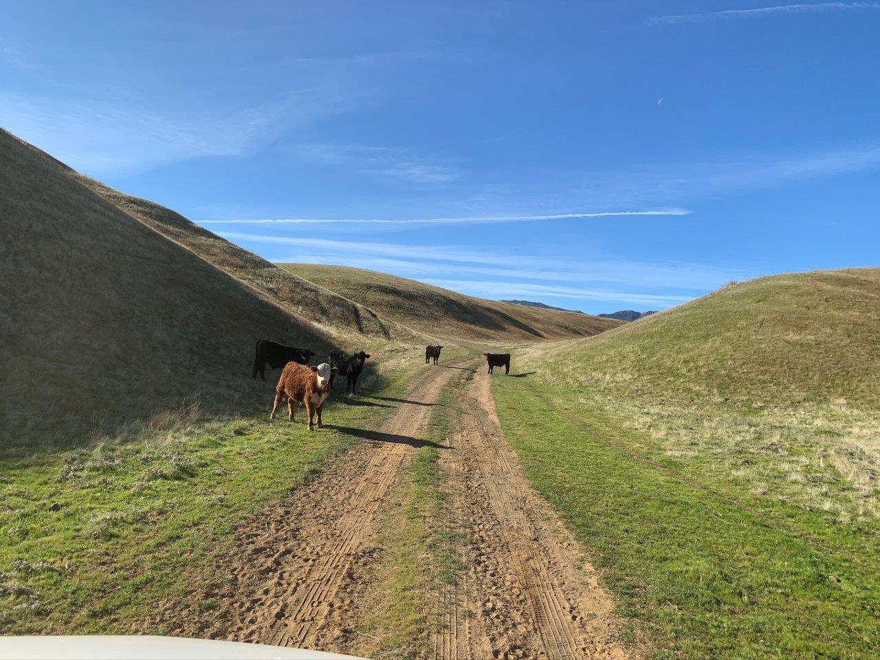 0 Little Panoche Road Firebaugh, CA 93622 - Photo 35 of 65 a view of a backyard