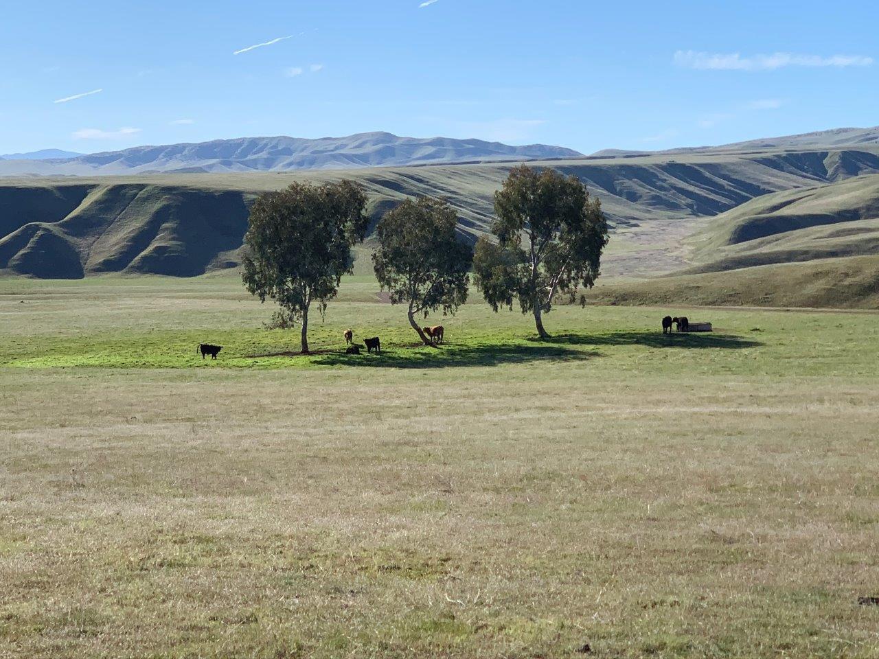 0 Little Panoche Road Firebaugh, CA 93622 - Photo 39 of 65 a view of a green field