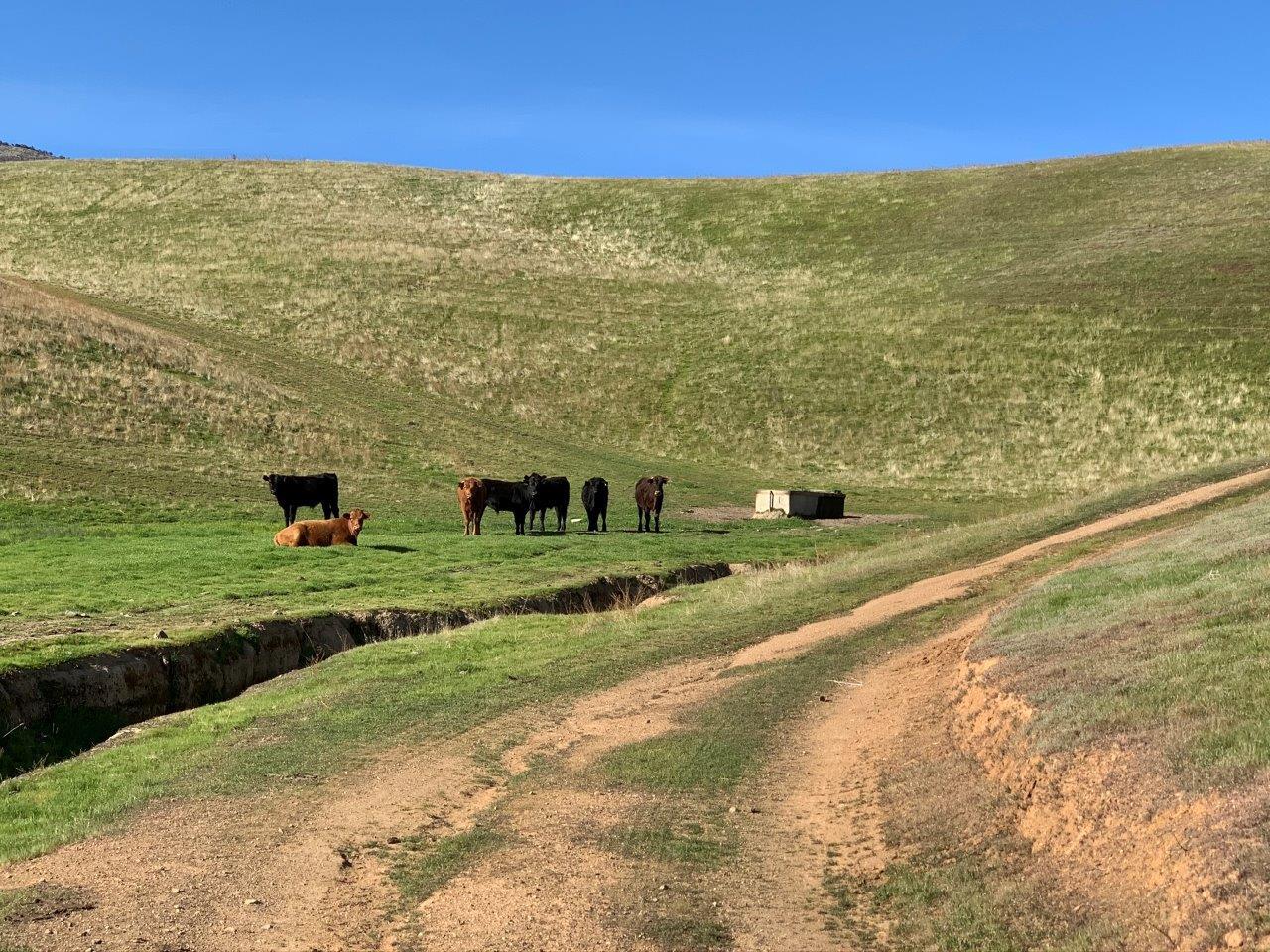 0 Little Panoche Road Firebaugh, CA 93622 - Photo 46 of 65 a view of a big yard with an ocean view