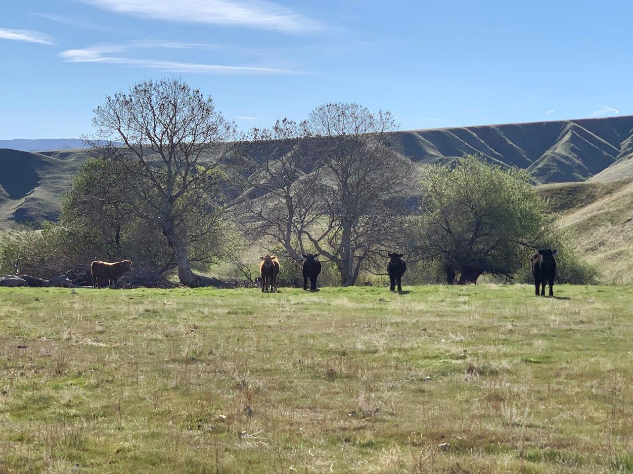 0 Little Panoche Road Firebaugh, CA 93622 - Photo 47 of 65 a backyard of a house with large trees