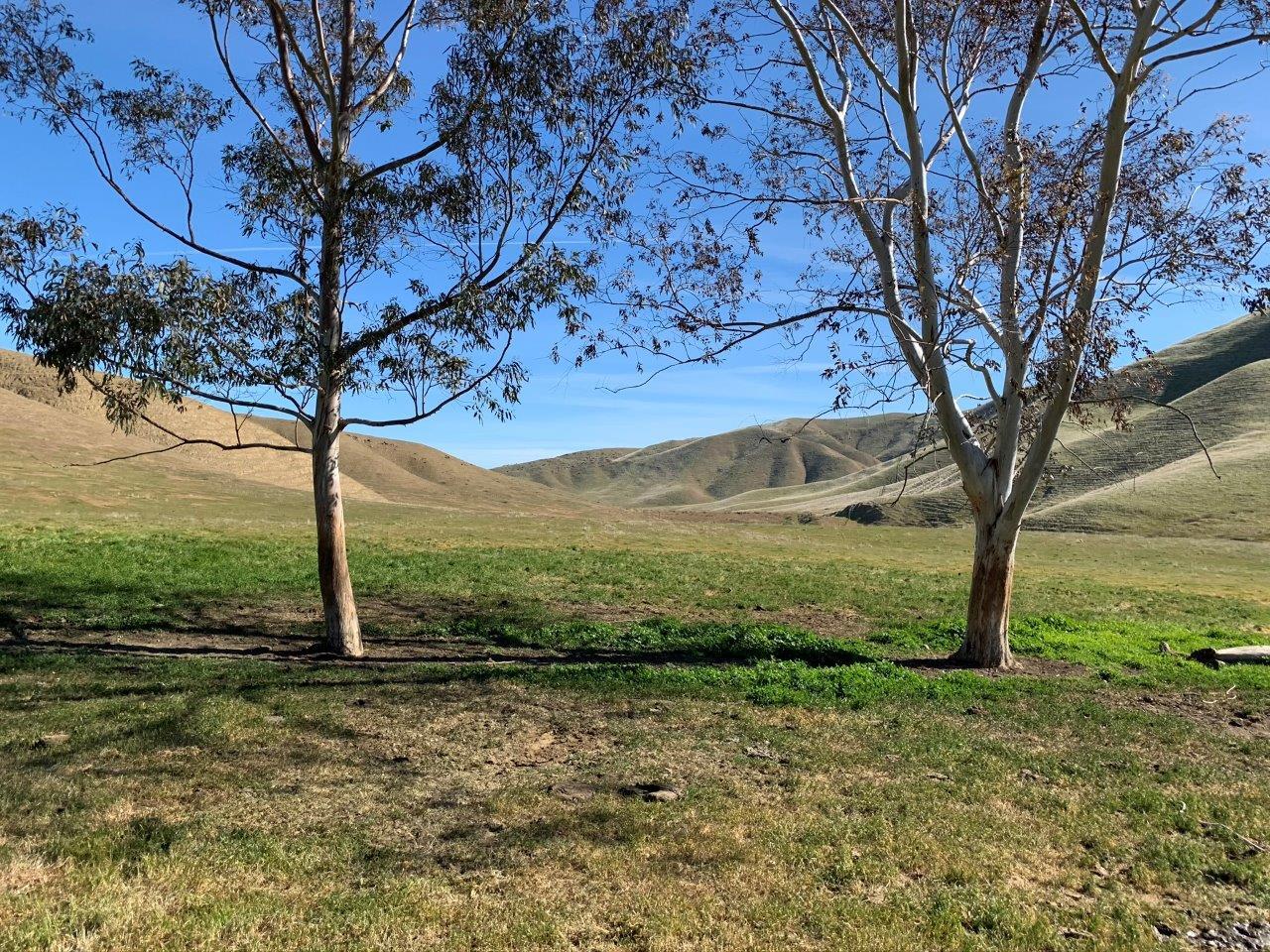 0 Little Panoche Road Firebaugh, CA 93622 - Photo 61 of 65 a view of a yard with an tree