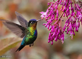 18 North Dragoon Ranch Road, Unit 18 St. David, AZ 85630 - Photo 2 of 24 DMR HUM BIRD