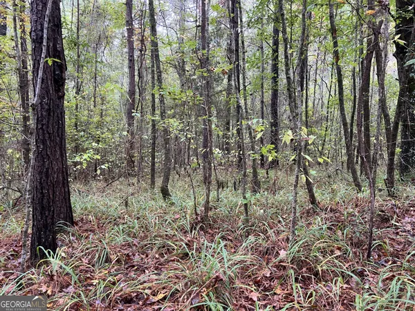 a view of a forest with lots of trees