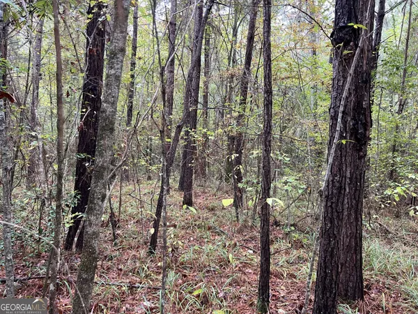 a view of a forest with trees