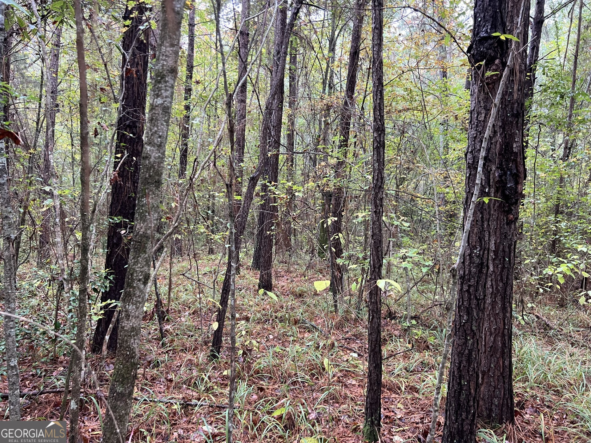 0 Clinton Crossing Gray, GA 31032 - Photo 6 of 11 a view of a forest that has large trees