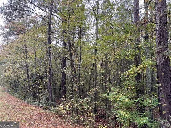a view of a forest filled with trees