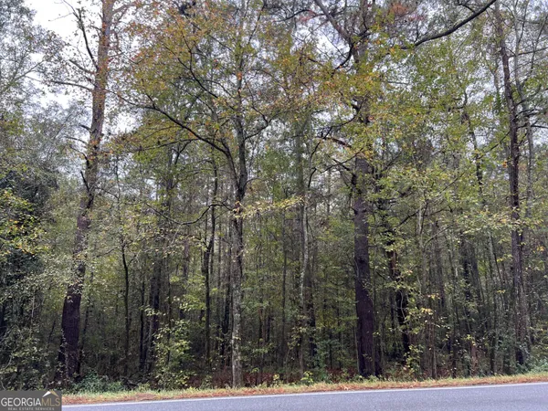 a view of a forest with trees in the background
