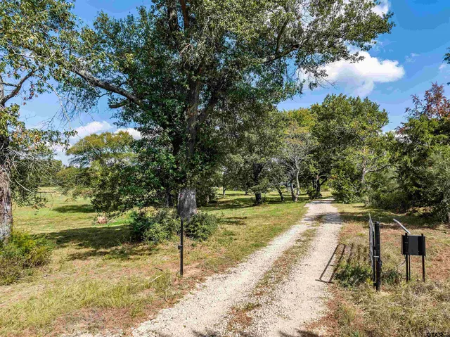 a view of a yard with plants and large trees