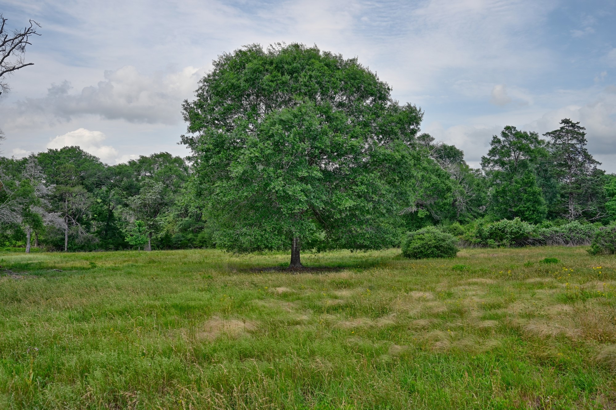 17718 Tranquil Lane Cat Spring, TX 78933 - Photo 2 of 13 a grassy field with trees in the background