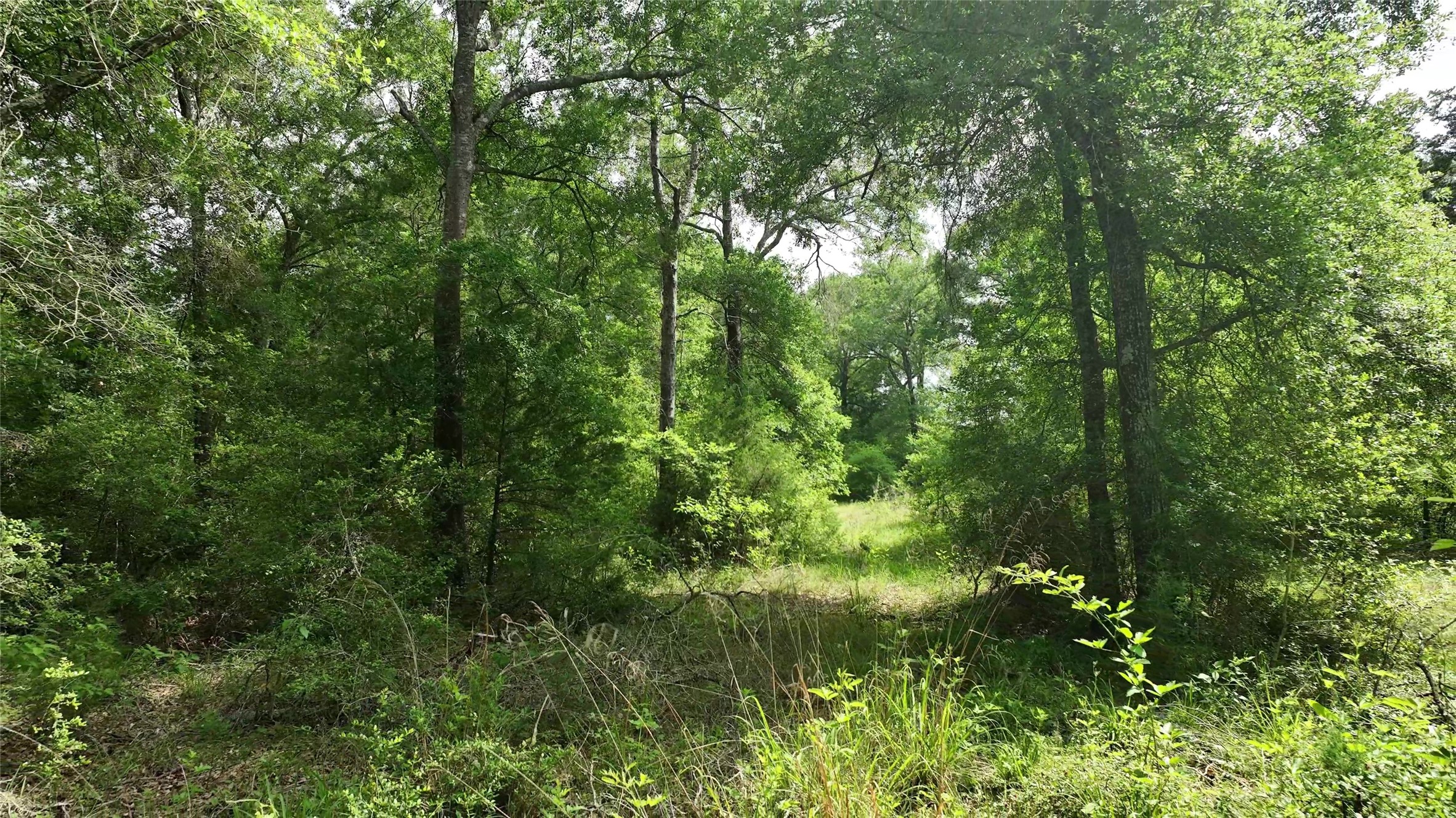 17718 Tranquil Lane Cat Spring, TX 78933 - Photo 5 of 13 a view of a lush green forest
