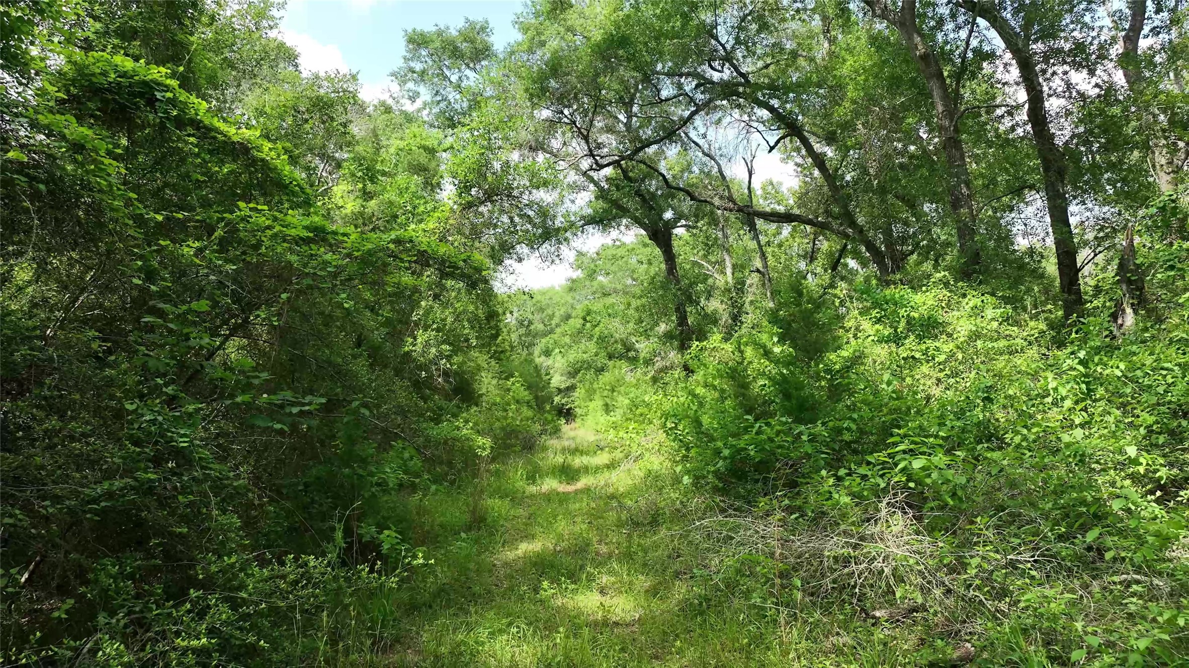 17718 Tranquil Lane Cat Spring, TX 78933 - Photo 6 of 13 a view of a lush green forest