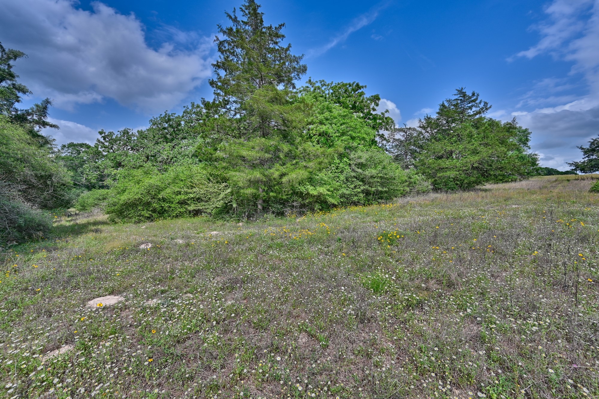 17718 Tranquil Lane Cat Spring, TX 78933 - Photo 7 of 13 a view of a large yard with lots of green space