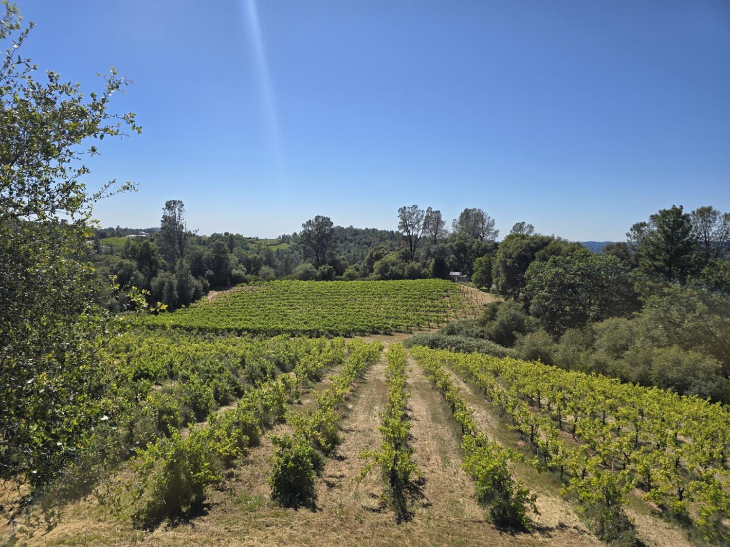 8221 Stoney Creek Road Somerset, CA 95684 - Photo 33 of 44 a view of a field of grass and trees