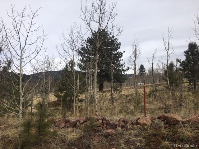 362 Clark Road Bailey, CO 80421 - Photo 3 of 10 a view of a forest that has large trees