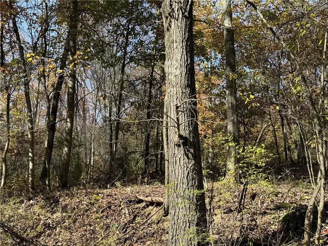 a view of a yard with trees