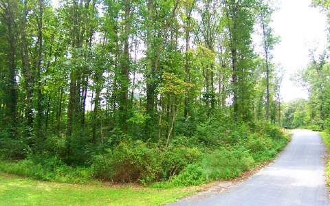 Lot 4 Shady Grove Blue Ridge, GA 30513 - Photo 1 of 1 Main View