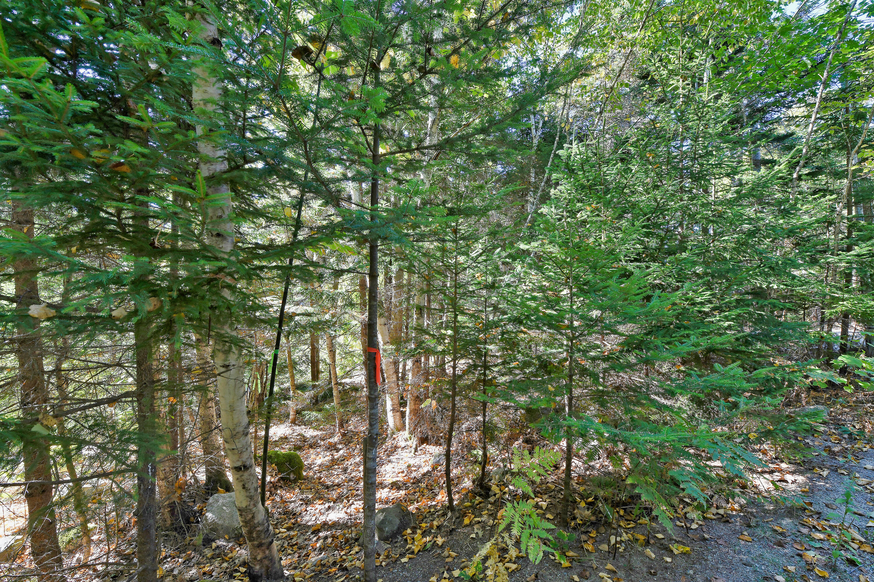 Lot 6 Sunset Road Brooksville, ME 04617 - Photo 33 of 35