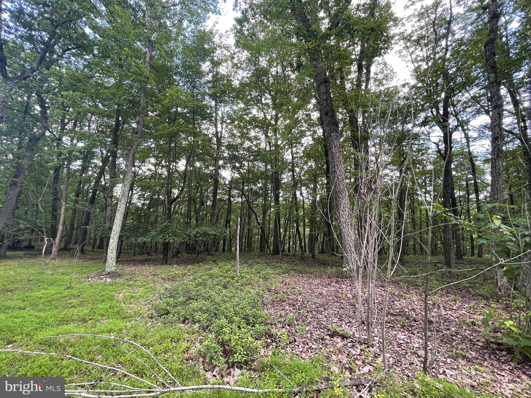124 Spring Mountain Drive Zion Grove, PA 17985 - Photo 3 of 18 a view of outdoor space with trees