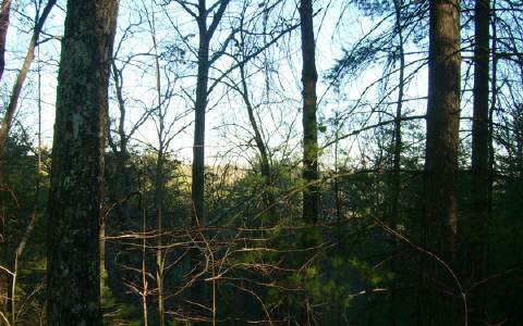 Coon Gap Road Morganton, GA 30560 - Photo 1 of 1 Main View