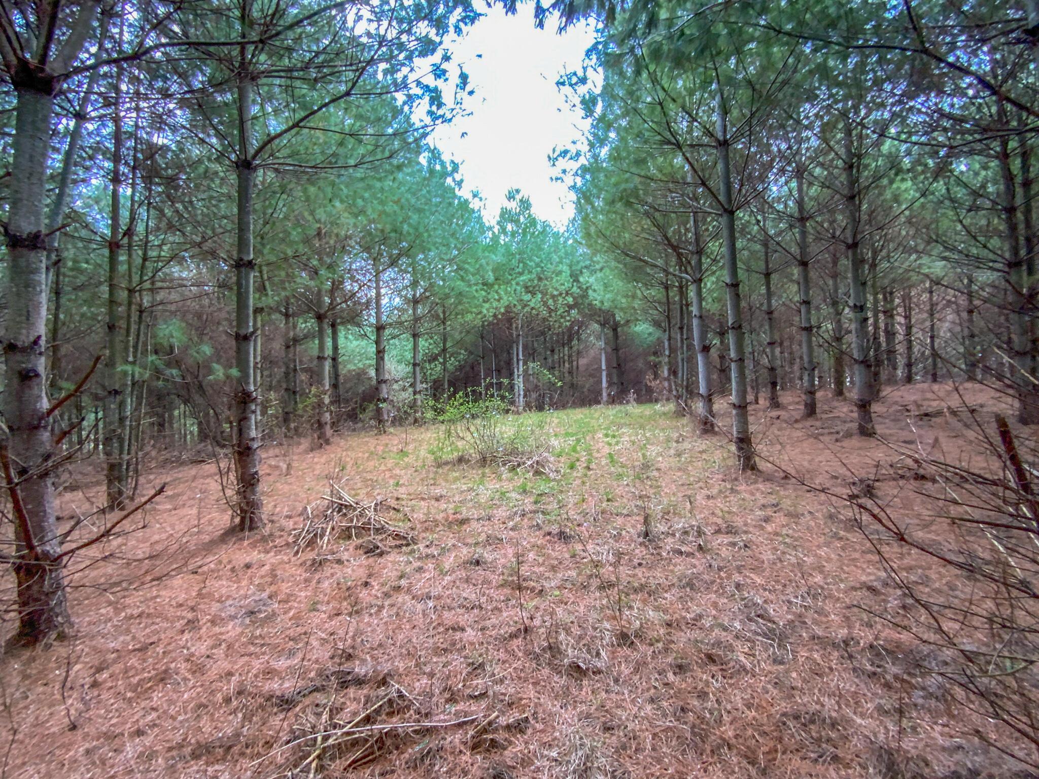 Fogle Rd Lot 2 15 Main Photo
