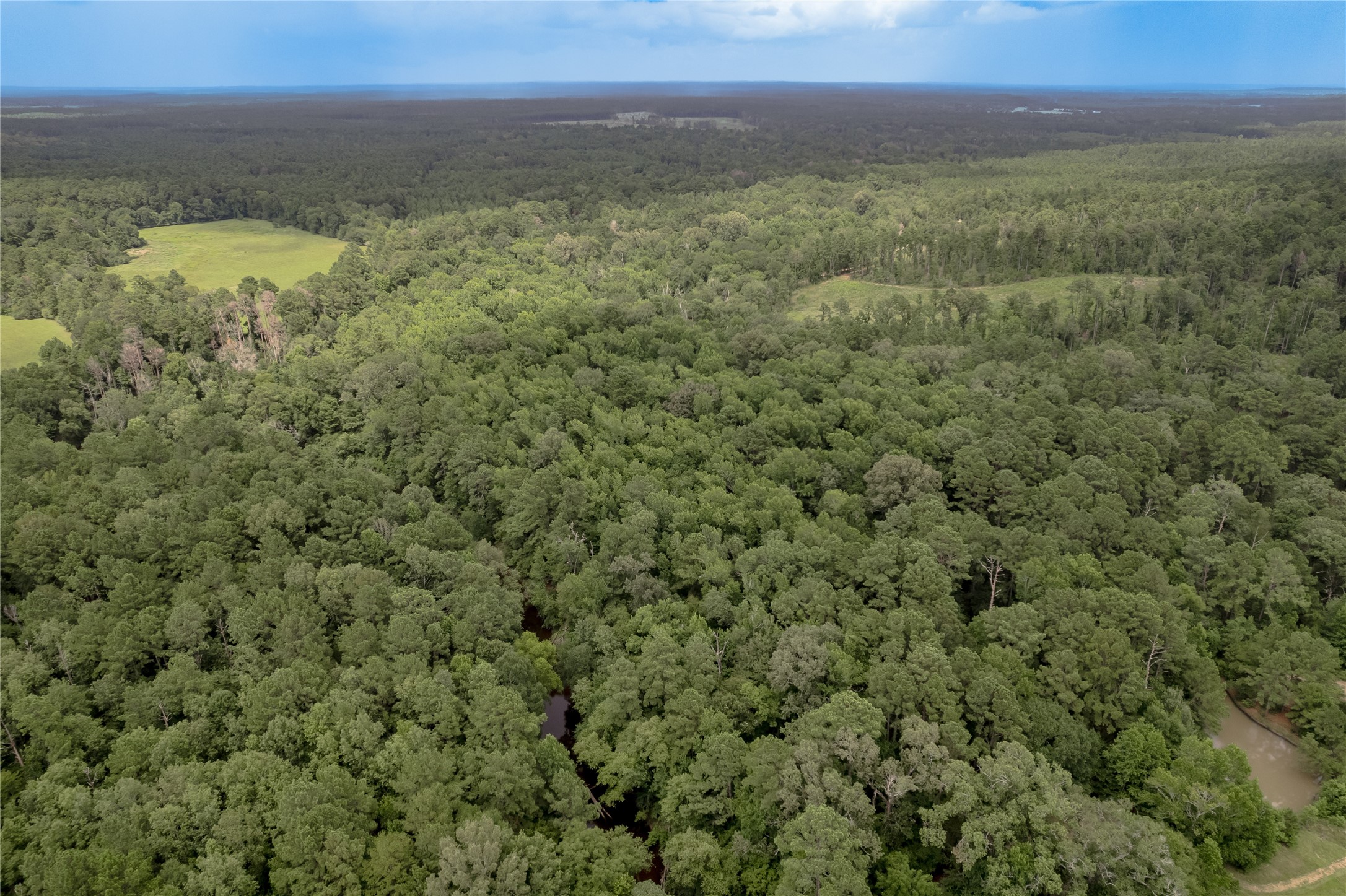 438 Cody Road Trinity, TX 75862 - Photo 25 of 50 Vast expanse of dense, lush forest. Ideal for nature lovers seeking privacy and tranquility in a wooded setting.