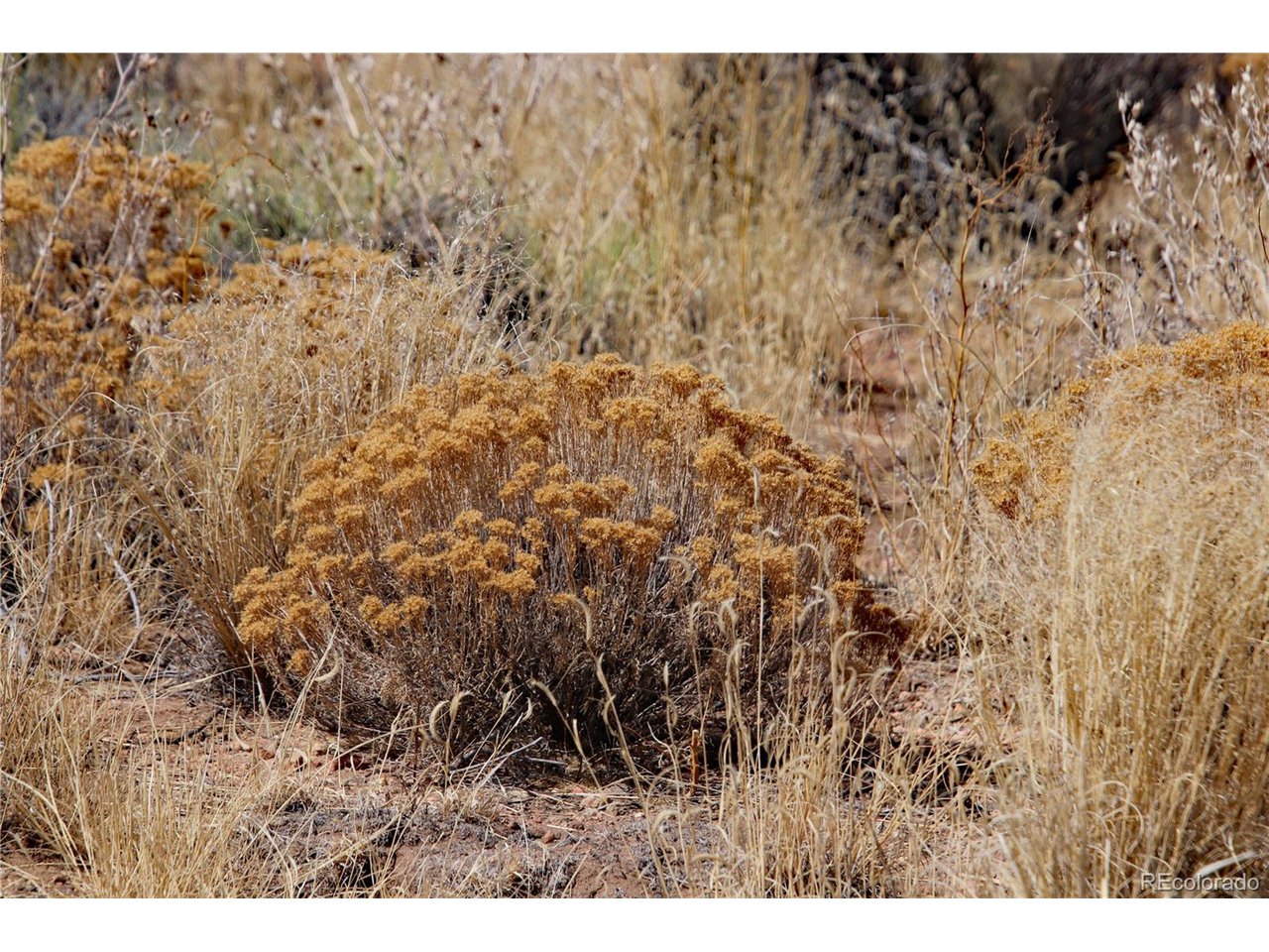 2 Gunnison Road Blanca, CO 81123 - Photo 18 of 21 a view of a dry yard
