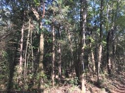 Gunter Road Walnut Grove, MS 39189 - Photo 17 of 18 Photo 17