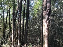 Gunter Road Walnut Grove, MS 39189 - Photo 18 of 18 Photo 18