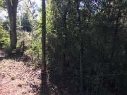 Gunter Road Walnut Grove, MS 39189 - Photo 7 of 18 Photo 7
