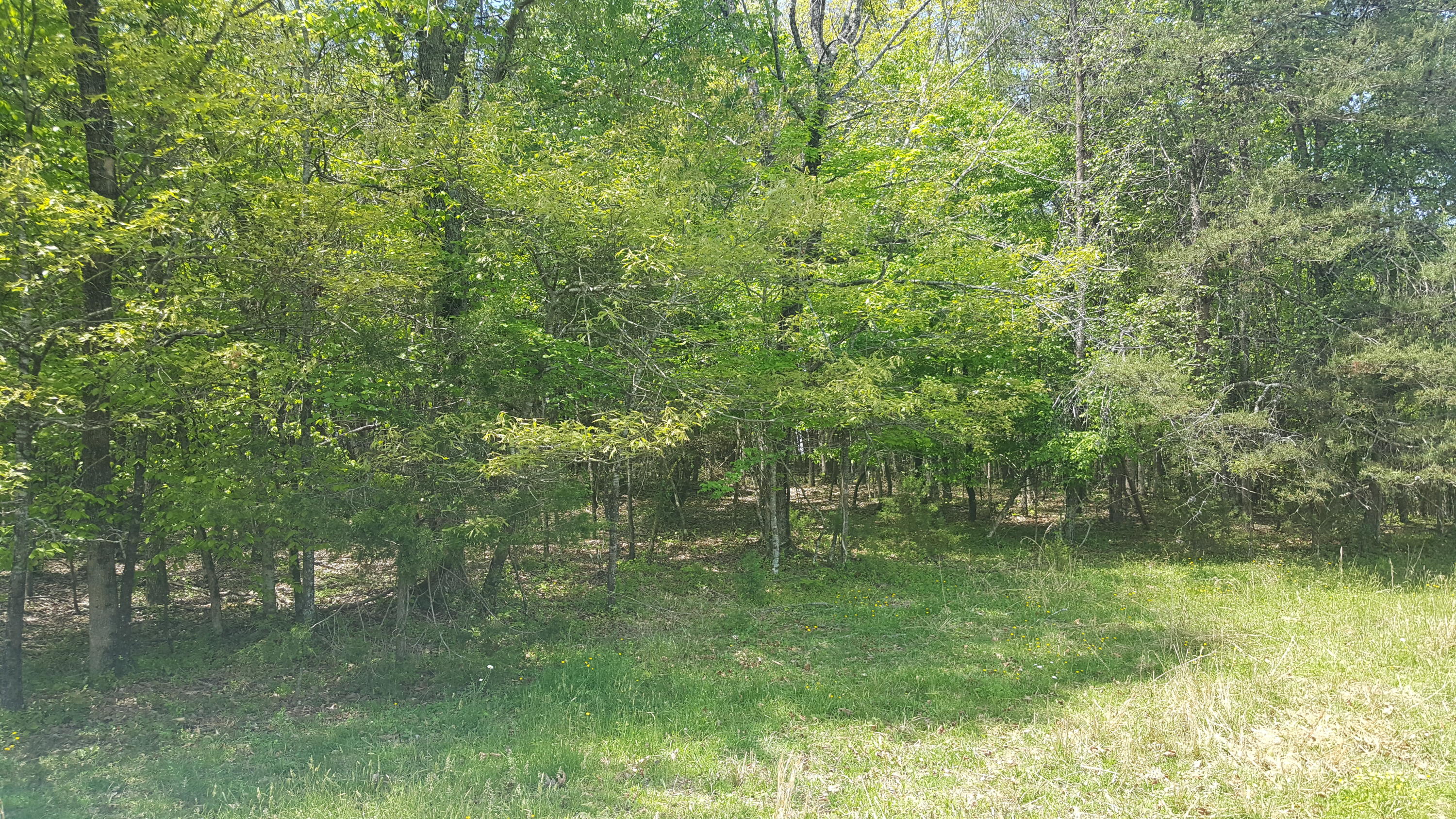 2 Fairview Road Tellico Plains, TN 37385 - Photo 15 of 31 20180502_130910